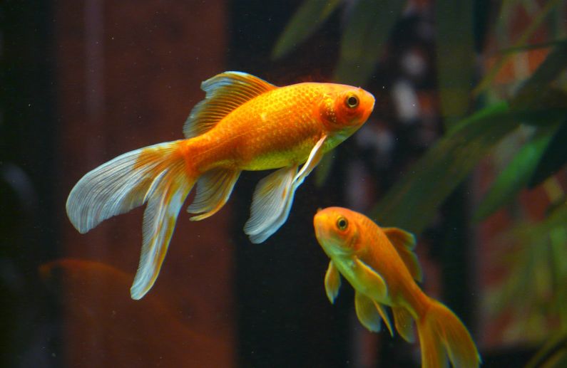 4 Consejos para Elegir Alimentos para Peces de Agua Fría Prodac según el Tamaño y Especie