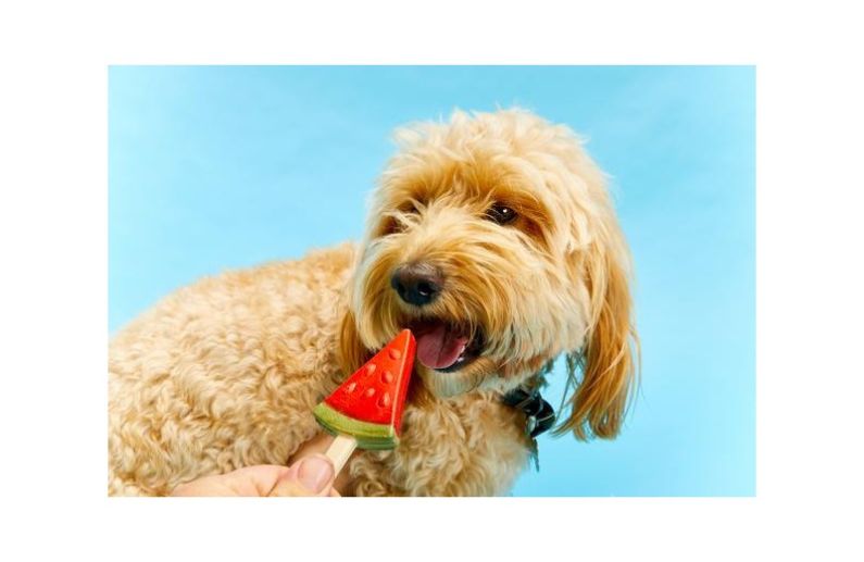 6 razones por las que los helados Pup Ice para perros son la incorporación perfecta en primavera y verano