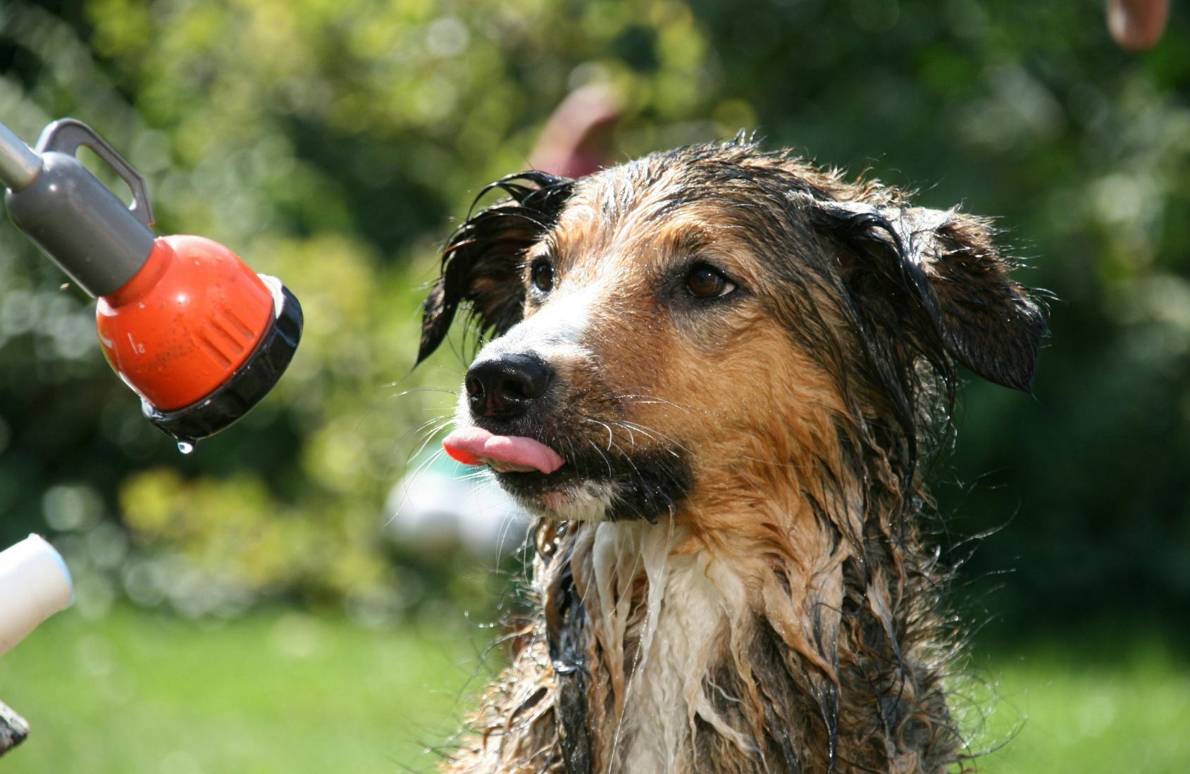 5 claves sobre los baños en verano para perros: cuándo refrescan y cuándo pueden perjudicar