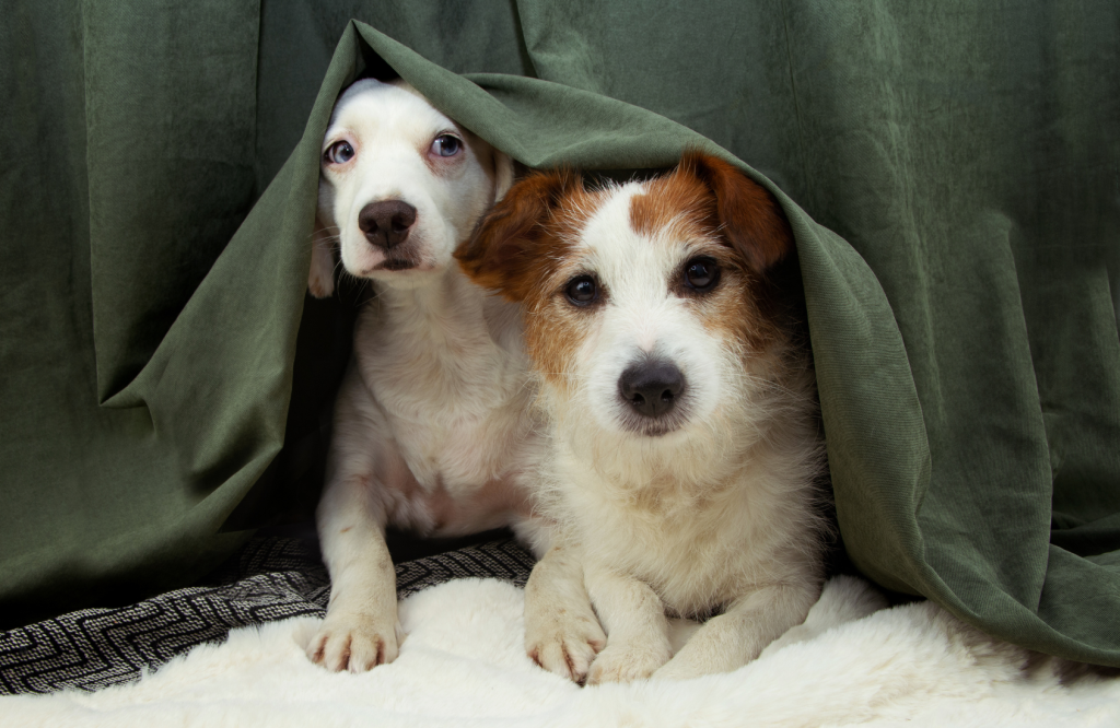 6 formas de prevenir el miedo de las mascotas en San Juan y reducir el estrés por petardos