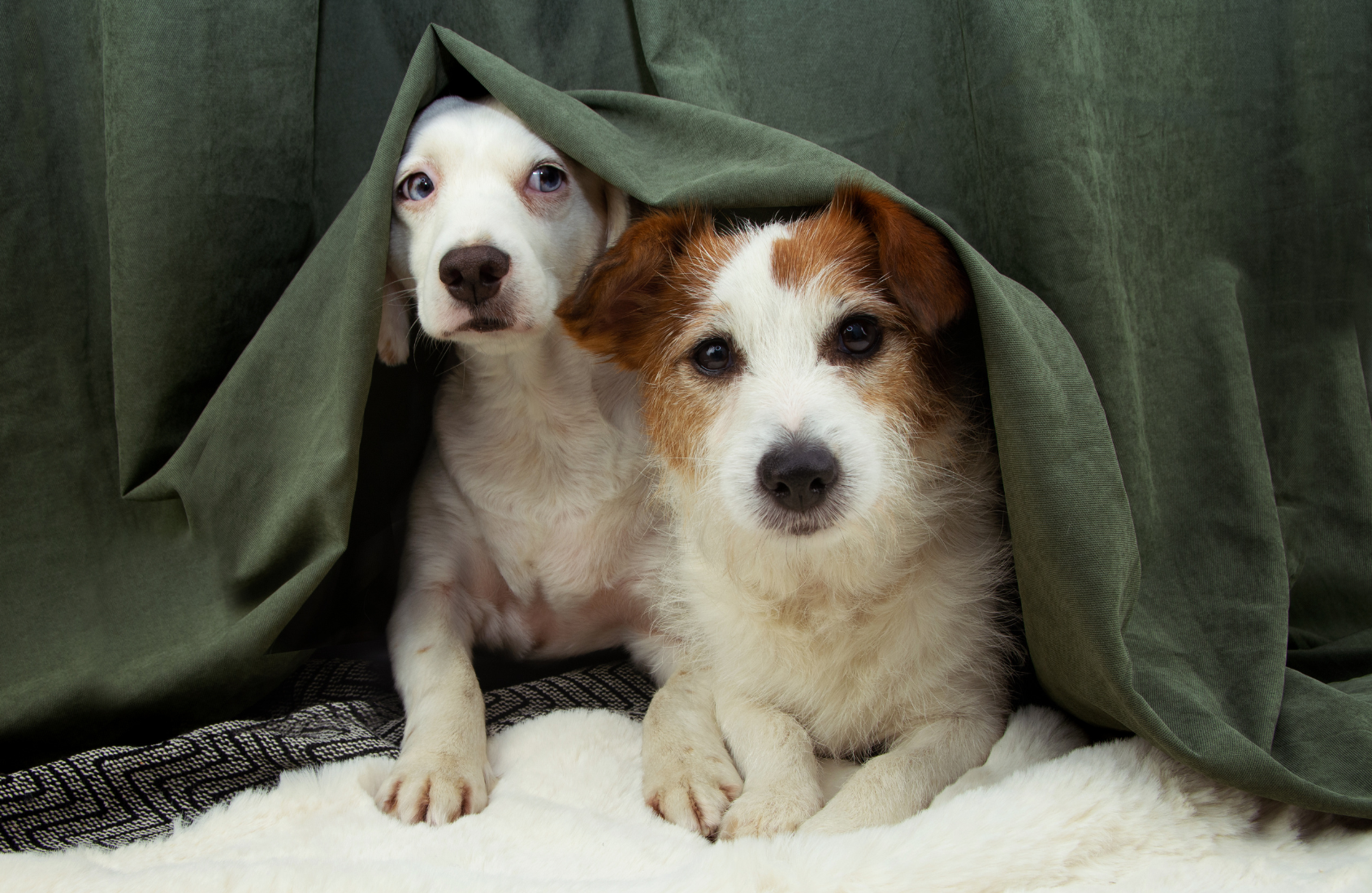 6 formas de prevenir el miedo de las mascotas en San Juan y reducir el estrés por petardos