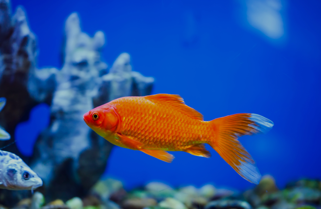 5 productos imprescindibles de Prodac, marca líder en acuariofilia, para el cuidado diario del acuario