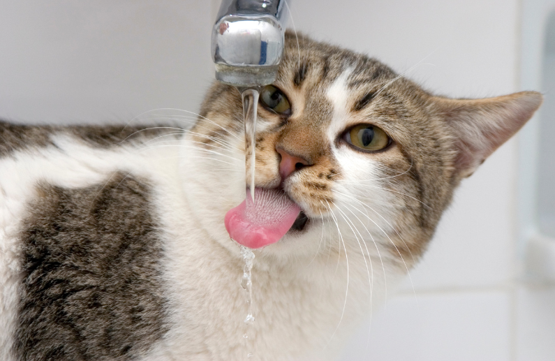 6 signos de deshidratación en gatos que puedes detectar en verano