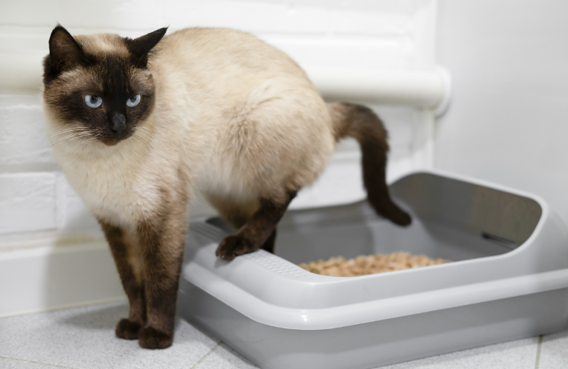 5 motivos por los que elegir un buen sustrato para gatos mejora su bienestar y el tuyo