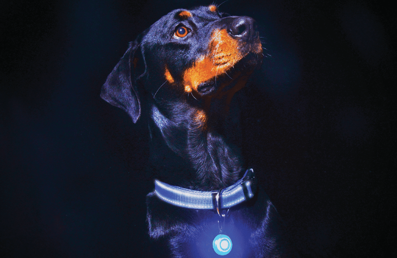 4 razones por las que una luz para perros como Rogz Roglite es imprescindible en verano