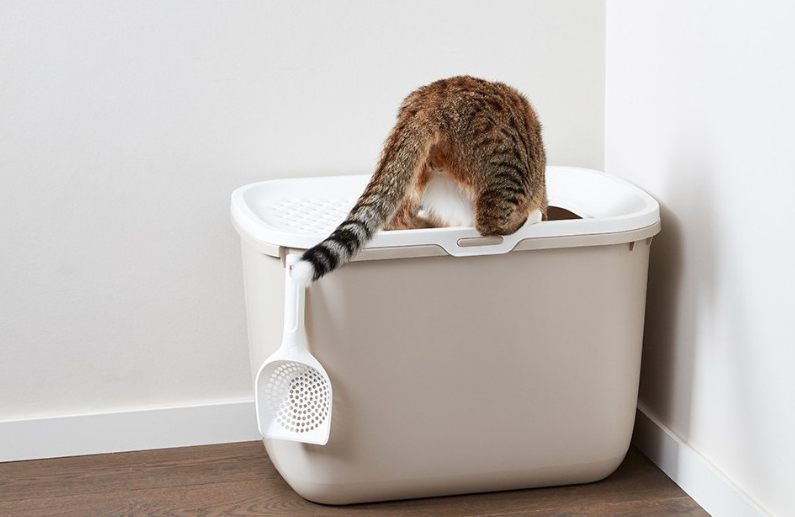 6 razones por las que la cubeta Hop In de Savic mejora la higiene y la privacidad de los gatos