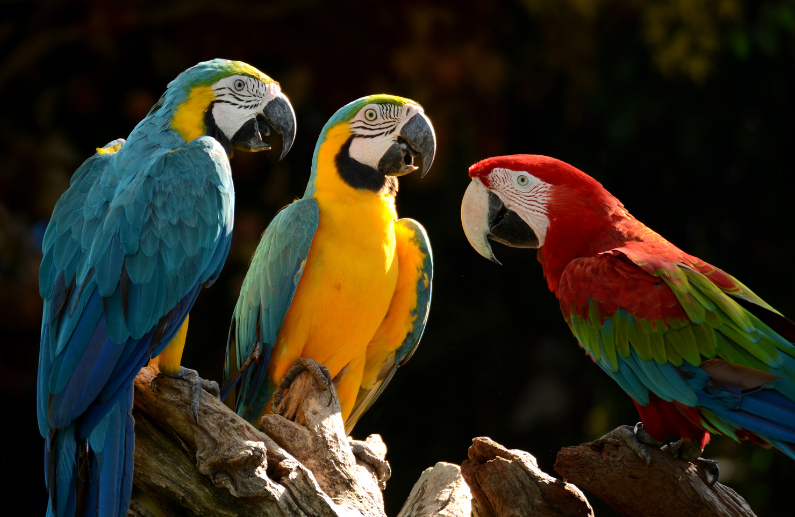 6 claves sobre los productos para aves Dimac que garantizan salud y bienestar