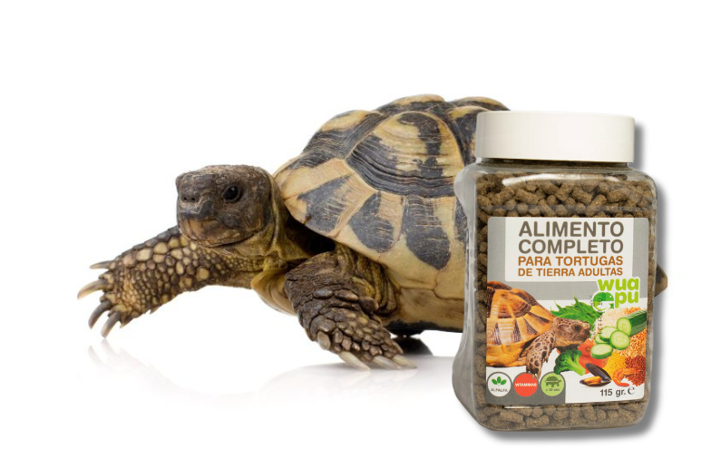 Alimento para tortugas de tierra Wuapu: 5 características clave de su fórmula extrusionada