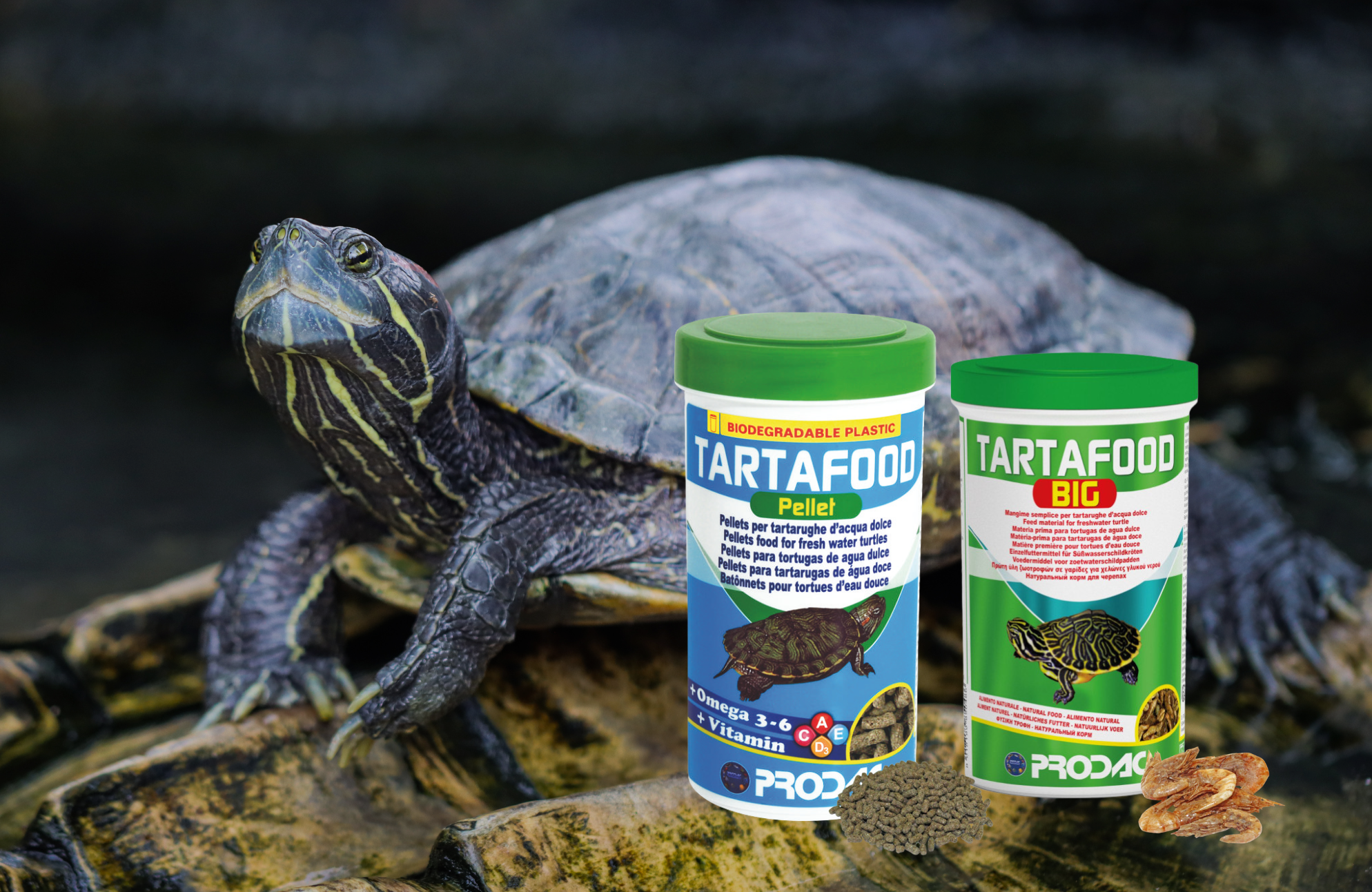 Alimento para tortugas de agua dulce: 7 claves para elegir correctamente Tartafood