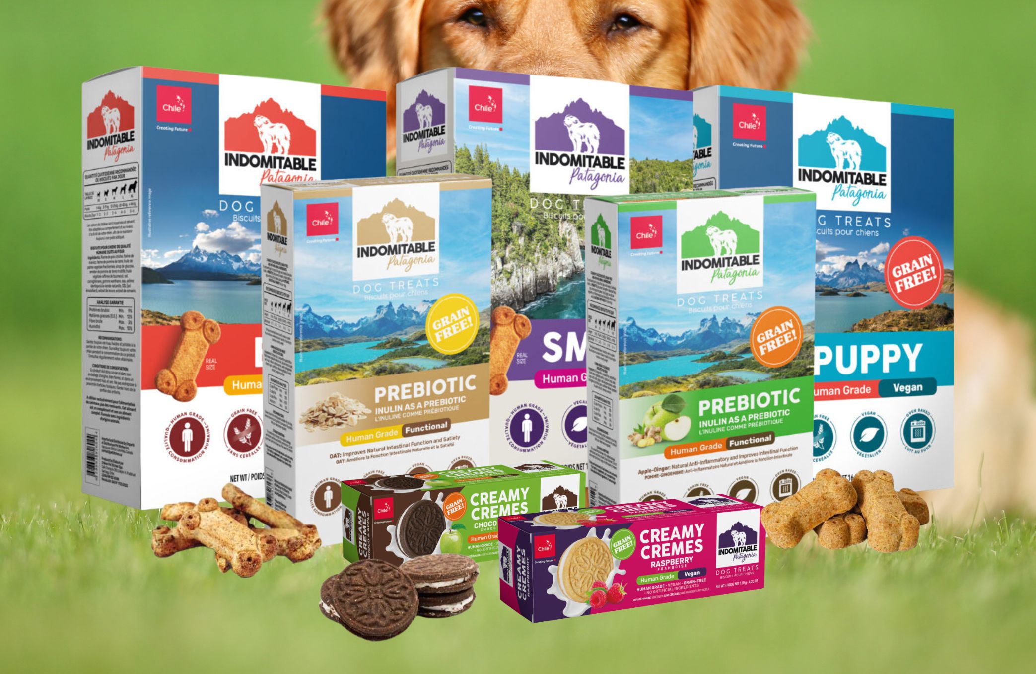 Galletas con prebioticos para perros Indomitable: 6 beneficios clave que marcan la diferencia