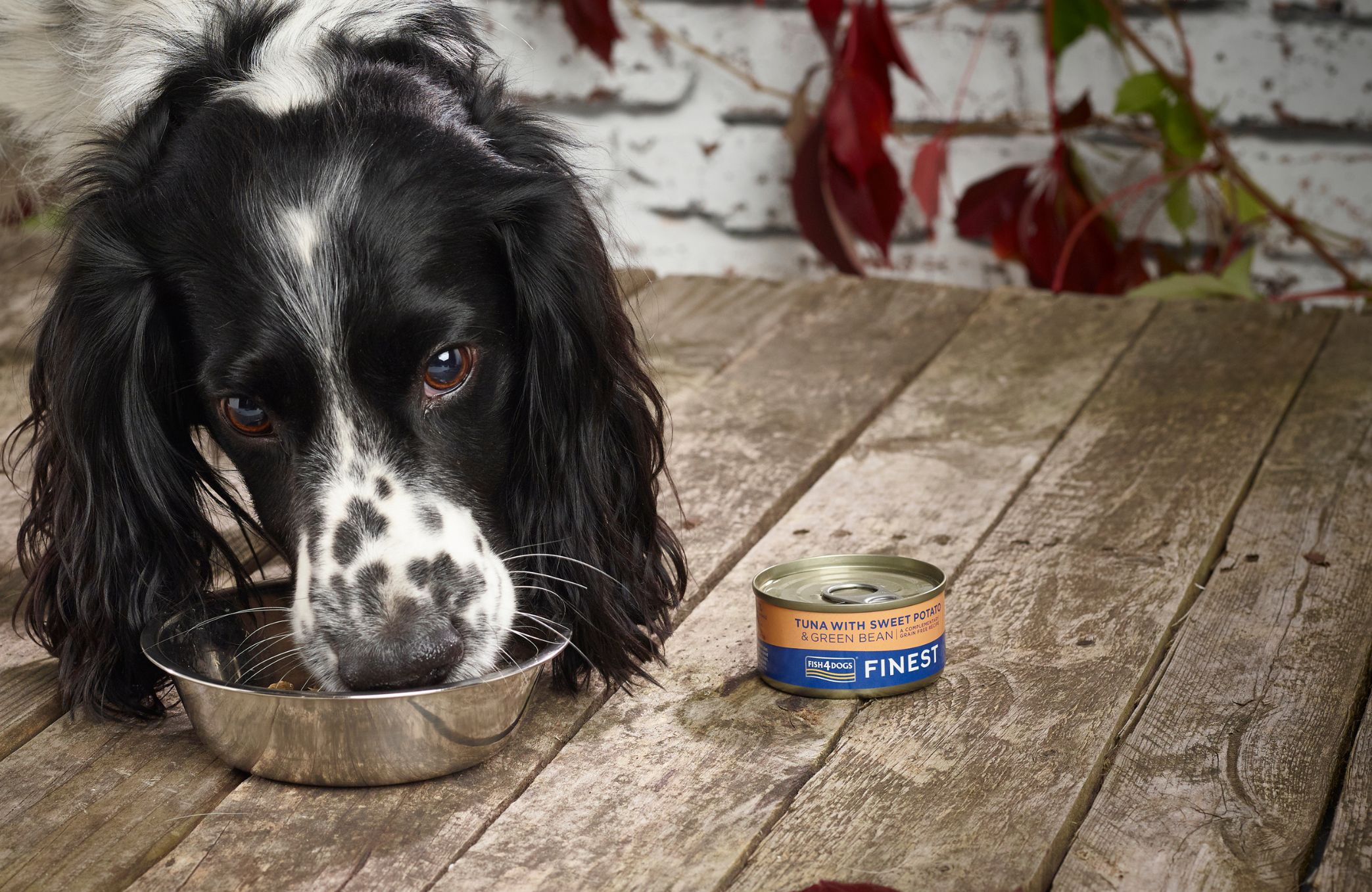 Alimento húmedo para perros en lata: 6 claves para potenciar el valor nutricional con Fish4Dogs