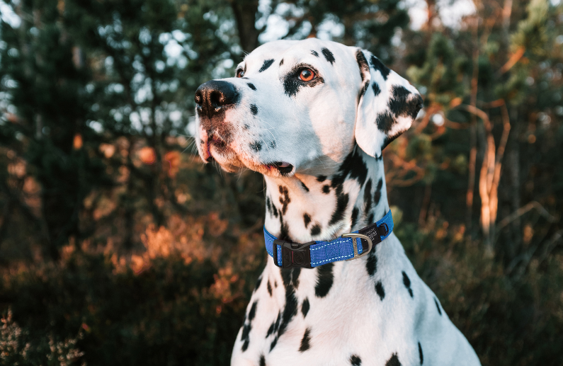 Collares Rogz para perros: 6 detalles que explican la seguridad y resistencia de la gama Classic