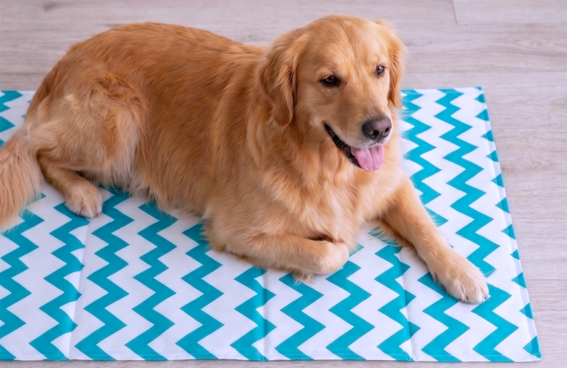 Colchoneta refrescante para perros: 8 motivos para descubrir Gel Refresh de Wuapu