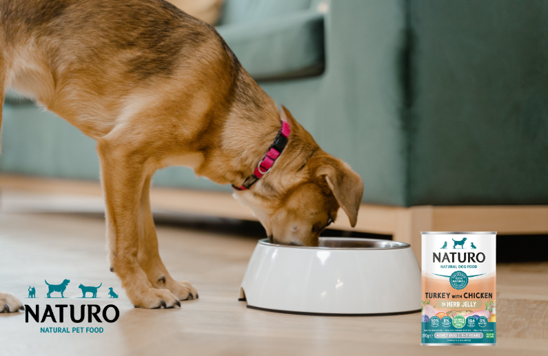 Alimento húmedo natural para perros: 6 razones para elegir la gama Naturo