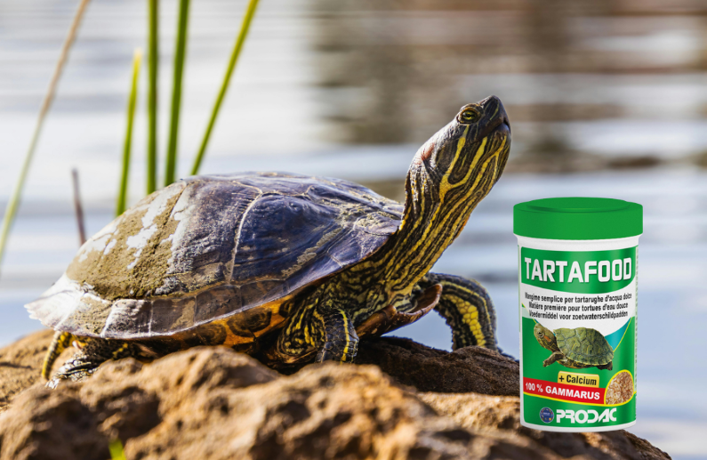 Alimento para tortugas acuáticas: 6 claves para elegir la gama Prodac Tartafood