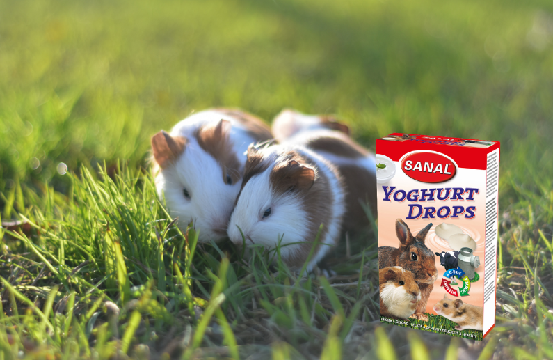 Snacks para roedores: 6 motivos para elegir los Sanal Drops para pequeños animales