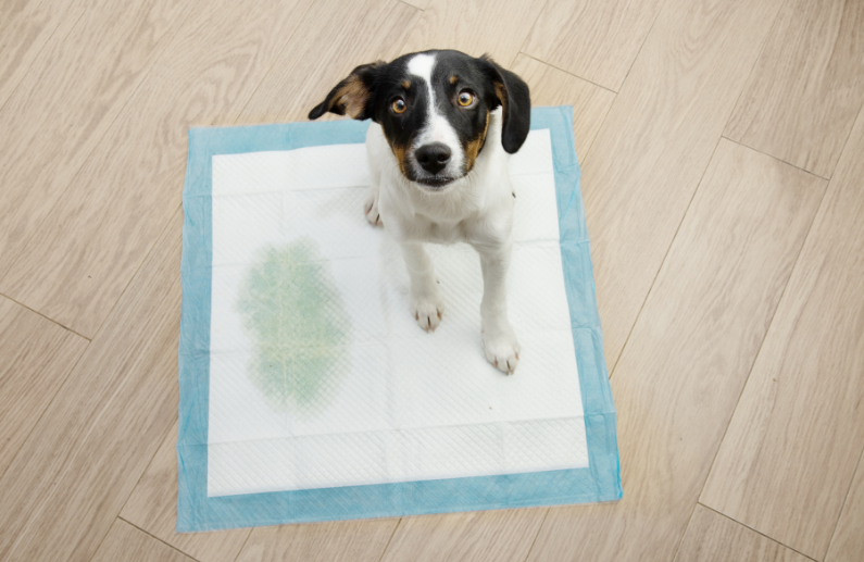 Empapadores para perros: 6 situaciones en las que los empapadores Wuapu pueden ayudarte