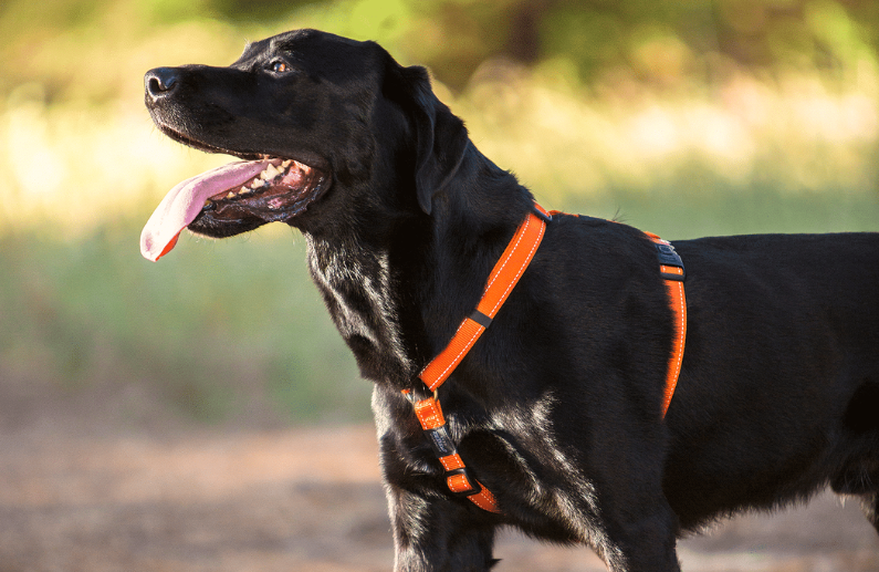 Accesorios de paseo para perros: 6 razones para elegir la gama ROGZ en tiendas especializadas
