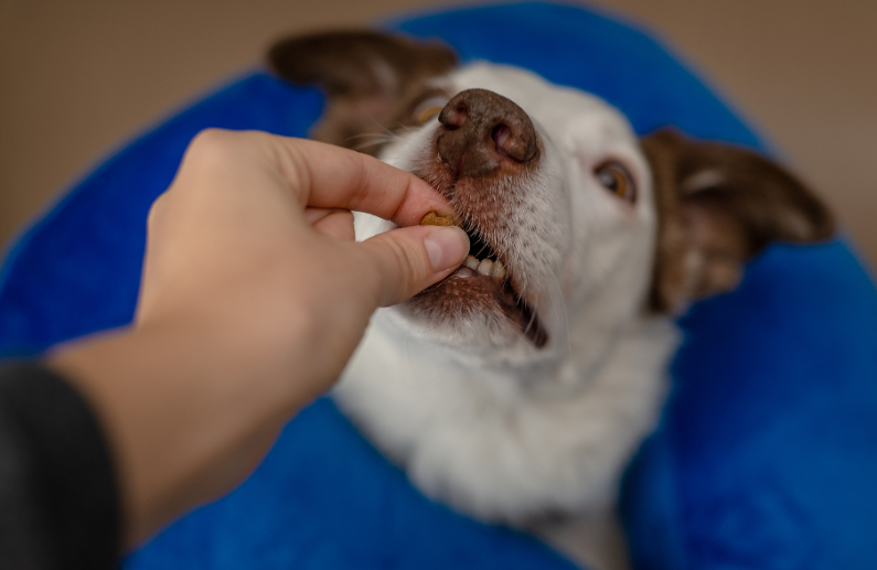 Snacks para perros: 5 motivos por los que la gama Wuapu impulsa la compra recurrente