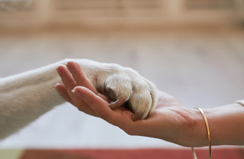 Distribuidor de productos para mascotas: 5 décadas de evolución que definen la trayectoria de Dimac