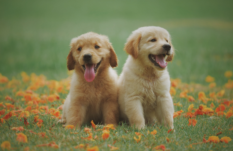 Distribuidor de productos para mascotas: 5 ventajas de ampliar tu tienda con un catálogo para todas las especies