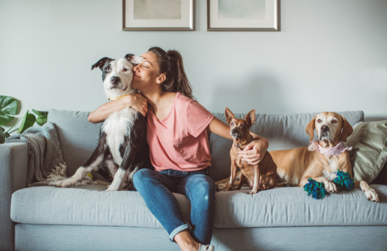 Productos para tiendas de mascotas: 6 categorías imprescindibles para preparar septiembre