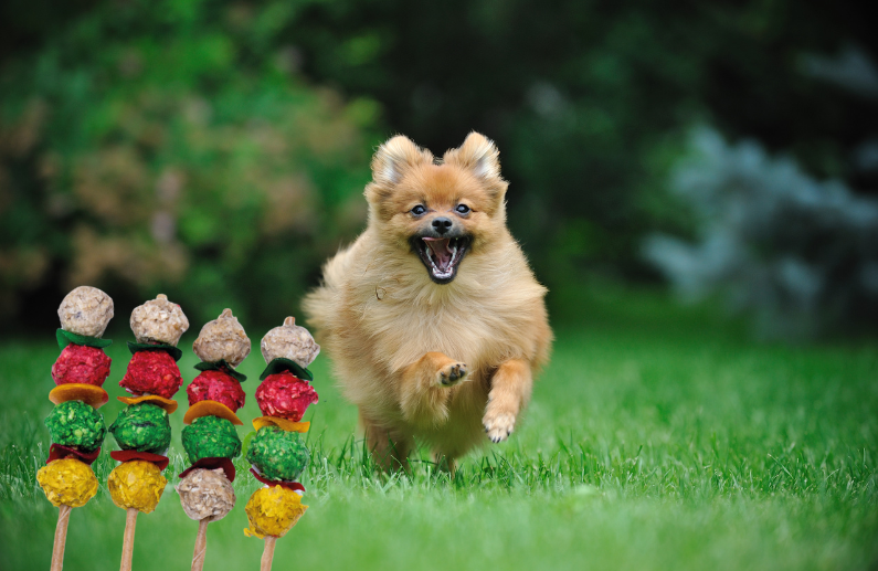 Snacks naturales de piel de vacuno para perros: 7 formatos Wuapu para disfrutar de la masticación