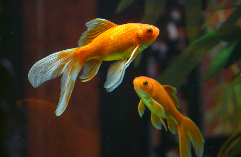 Alimentación para goldfish: 5 opciones Prodac para una dieta más variada