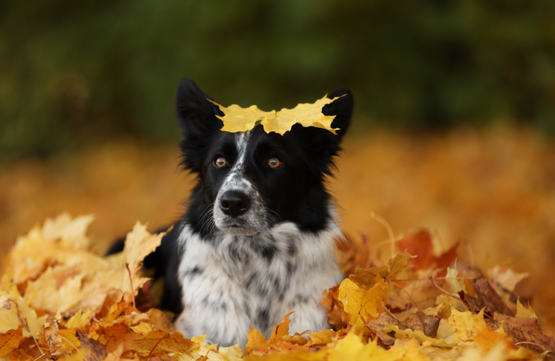 Senderismo con perro: 4 imprescindibles para disfrutar de las rutas de otoño