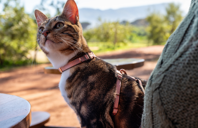 Collares Rogz para gatos: 4 claves para elegir entre UrbanCat y FashionCat
