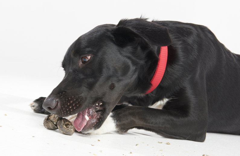 Snacks dentales de pescado para perros: 3 texturas Sea Jerky